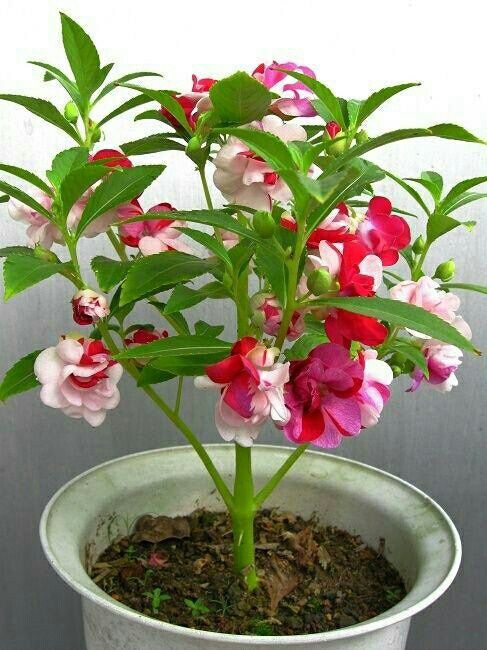凤仙花需要多少土壤,土壤需求与培育技巧解析