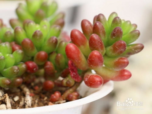 多肉植物疯长怎么解决,多肉植物疯长解决方案揭秘