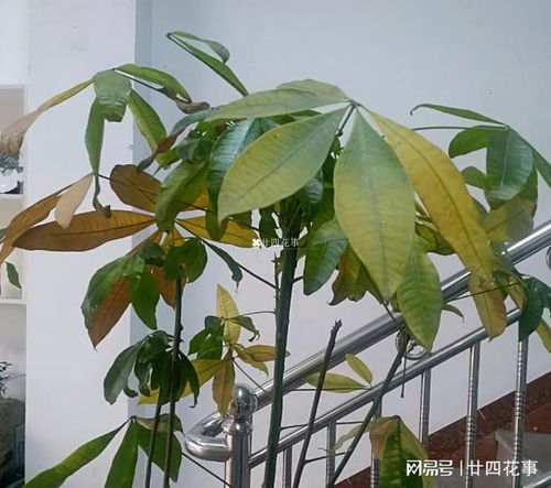 发财树叶子发黄怎么办,发财树叶子发黄原因及解决方法解析