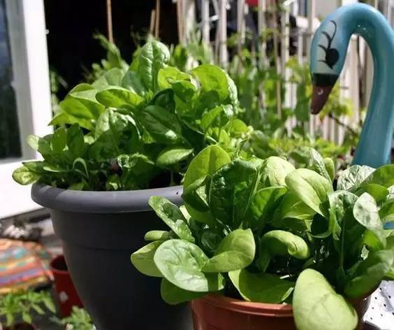 哪些蔬菜水培好看,这些蔬菜水培观赏性佳