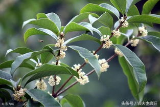 桂花树能活多少年,长寿之树,岁月芳华