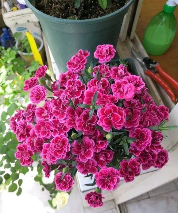 盆种康乃馨鲜花怎么养,让美丽花朵绽放更久