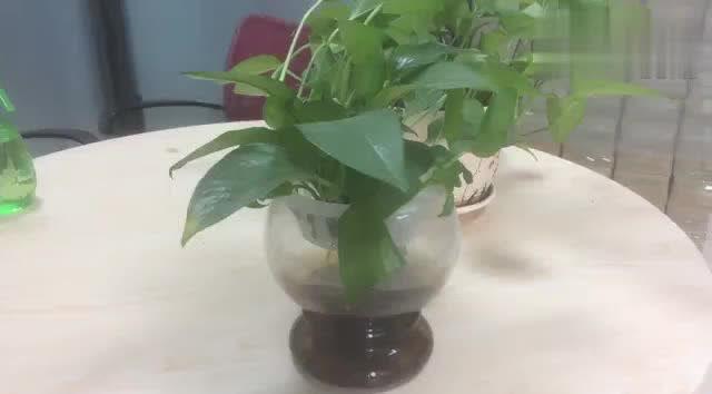 绿萝水培需要加多少水,精准加水,养出翠绿生机