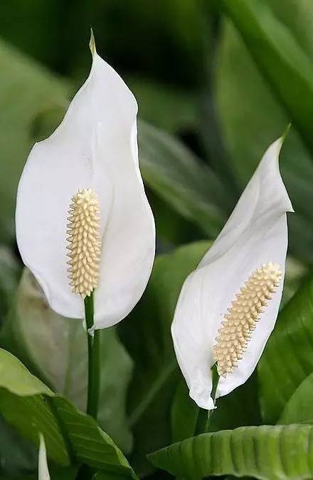 白鹤芋花发黄怎么处理,恢复生机重现美丽