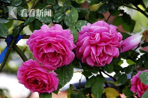 月季花是在哪个地区,绽放于我国南北各地的美丽使者