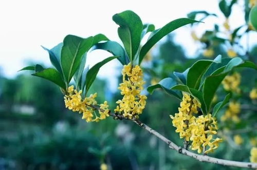 什么时候桂花开,探寻桂花盛开的奥秘与魅力”