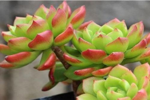 多肉植物蒂亚怎么养,打造美丽多肉花园
