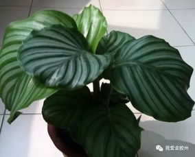 青苹果绿植怎么养,温暖的家，青苹果的乐园