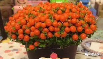 小康乃馨盆栽花盆怎么养,打造家中温馨之花