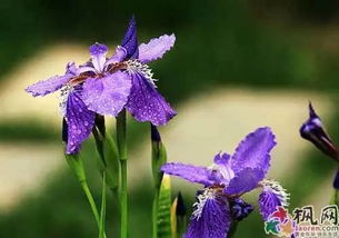 鸢尾花怎么养,从种植到观赏的全面指南