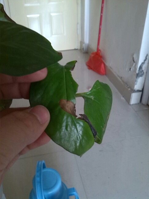 绿萝虫是什么虫,常见植物病虫害的防治之道