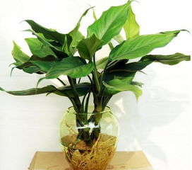 广东万年青怎么养,从入门到精通，广东万年青养护全攻略”