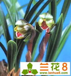 如何预防兰花僵蕾,养护技巧全解析