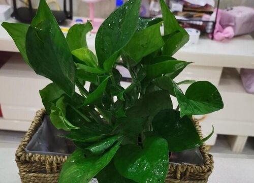 耐阴 高 植物有哪些