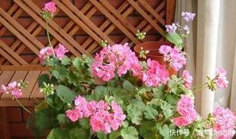天竺葵怎么养,打造家中绿意盎然的小花园