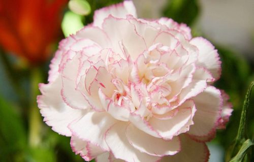 康乃馨三月份措种什么时候能开花,夏季绽放温馨之花”