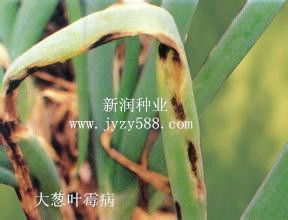 花草干叶怎么治疗,“植物干叶问题解析与救治攻略”