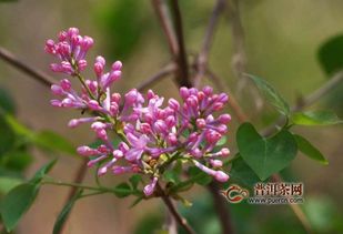 茉莉花可以存活多久,绽放与永恒的瞬间