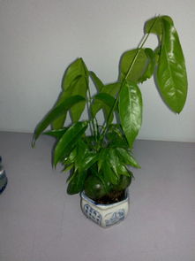 水养植物有哪些,水培植物的多样性与养护技巧解析