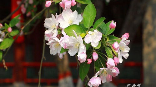 海棠花什么时候开花,海棠花开时节