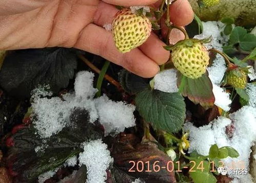 阳台盆栽草莓怎么治疗炭疽病,草莓炭疽病,是个什么鬼?