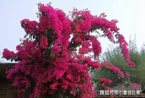 夏季也爱开花的三角梅品种, 夏日里的绚烂奇迹——探秘三角梅的多样魅力