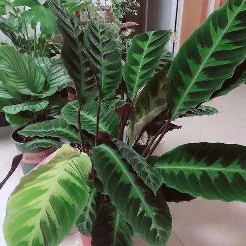 观树植物有哪些,观树植物的多样性与生态价值探析