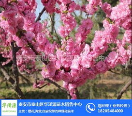 榆叶梅为什么要嫁接,传承与创新之美