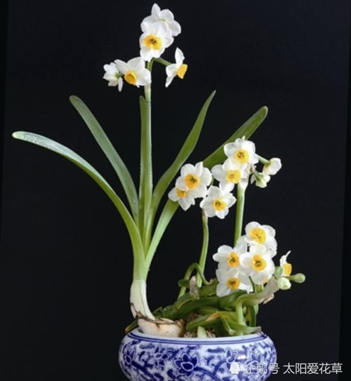 水仙花花期多久,花期探秘与养护之道