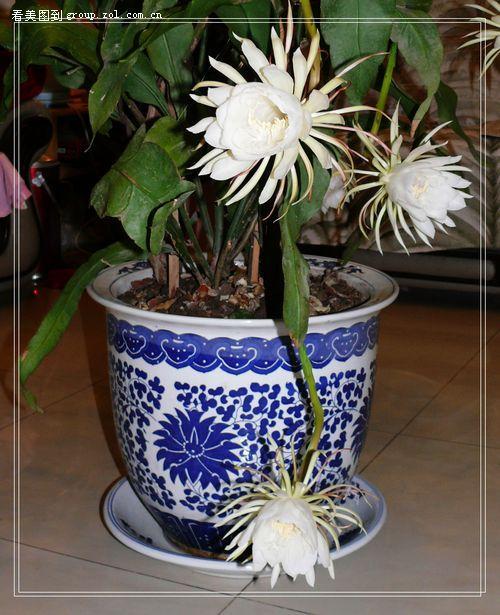 昙花长什么样,揭秘神秘美丽的昙花形态