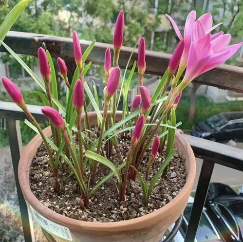 紫月兰种植多久能开花结果,紫月兰的生长周期