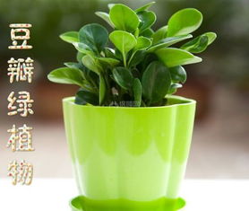 豆瓣是什么植物,绿意盎然的室内观赏植物