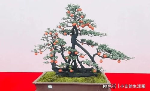 栽培金弹子需要什么土壤,金弹子栽培土壤选择与配制指南