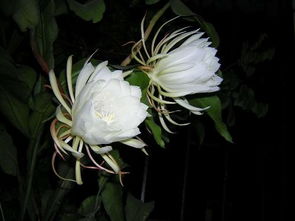 昙花的花儿是什么样子,揭秘神秘花朵的独特形态