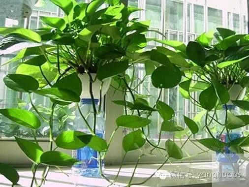 绿萝怎么浇水,科学浇灌,养出翠绿生机
