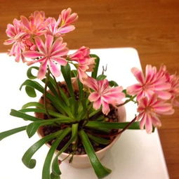 花的花形有多少种,探索花卉世界的多样之美