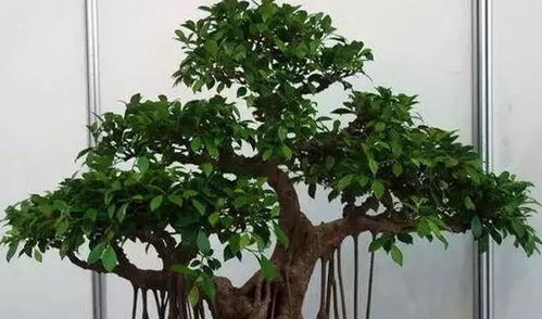 如何养榕树盆景,从土壤到造型,一网打尽