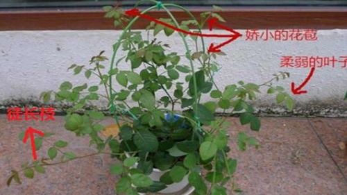 月季怎么修剪开花多,掌握技巧，花开繁盛，美丽绽放”