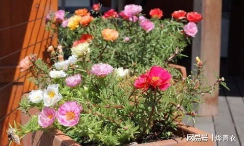 有什么花养不死的,揭秘那些“养不死的神奇花卉”