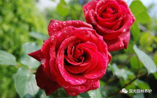 月季花花我爱莎切花怎么养