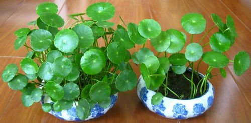 铜钱草怎么枯萎,探究植物健康与养护之道