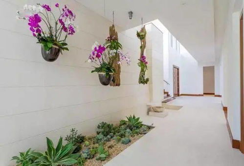 冬天哪些植物要搬进屋,哪些植物需搬进屋过冬