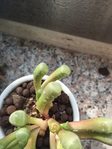 桃美人多久浇一次水,掌握最佳浇水量，助力植物健康成长”