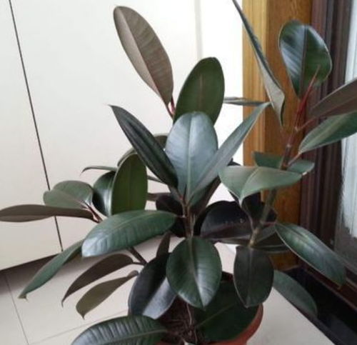 金钱树和橡皮树哪个好,家居绿植养护对比解析