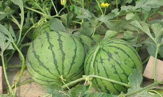 永城采搞西瓜种植基地地址,探寻永城采搞西瓜种植基地的秘密