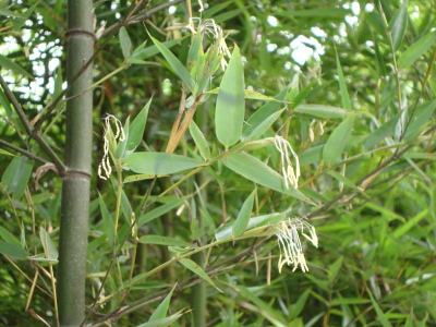 竹子什么时候开花,揭秘竹子开花的时间奥秘