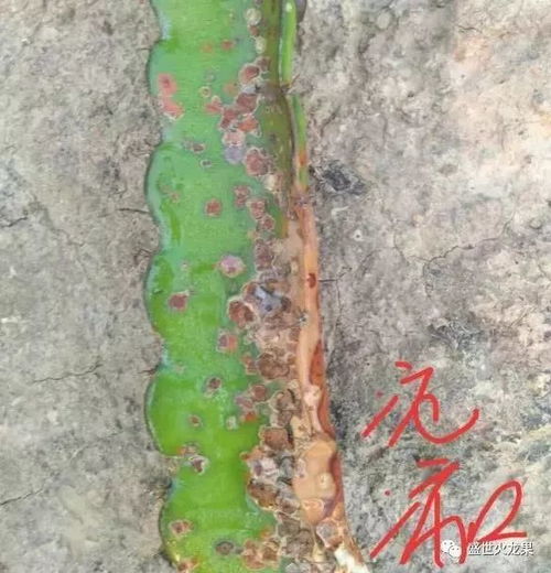 病枝如何处理,科学修剪，助力树木健康生长