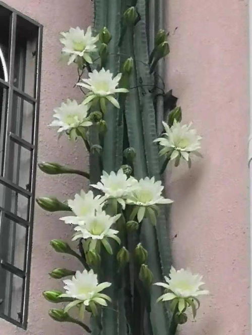 龙骨植物怎么开花,揭秘其神秘开花之谜
