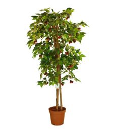 观树植物有哪些,观树植物的多样性与生态价值探析