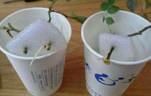 水插月季怎么换盆,轻松实现健康生长